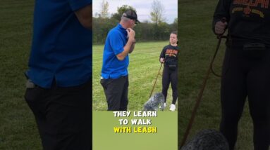 Start Your Leash Walking Training HERE!