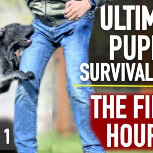 The First Hours! Ultimate Puppy Survival Guide