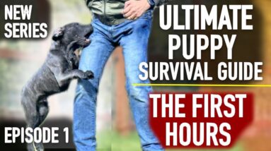 The First Hours! Ultimate Puppy Survival Guide