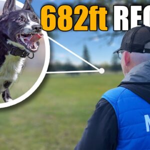 The Most Important Dog Training Tool That You're Using WRONG!