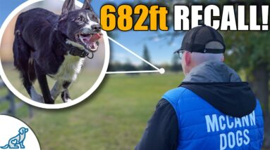The Most Important Dog Training Tool That You're Using WRONG!