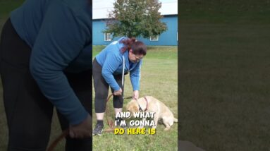 The Reason We LOVE This Leash Walking Tool!