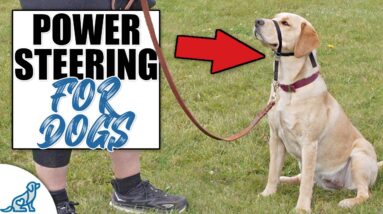 The Sneakily Amazing Feature Of This Leash Walking Tool