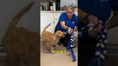 The Value Of Puppy Tug Training