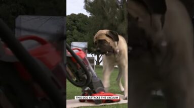 This Dog Attacks The Vacuum!  #dog #dogtrainer #dogtraining