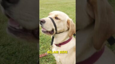 This Is NOT A Muzzle!