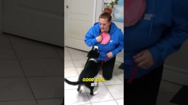 Use A TOY To Train Your Puppy