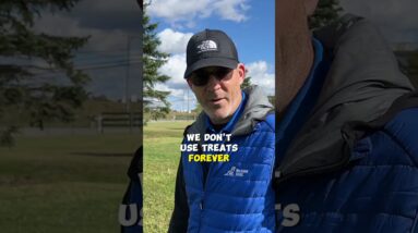 Using VOICE To Replace Treats In Dog Training