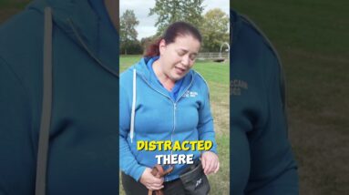 What Works Well For Loose Leash Walking?