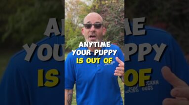 WHEN Should You Train Your Puppy?