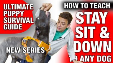 Day 2 of Training a “Tough Breed”￼ How I Taught Sit, Stay, and Down in minutes!