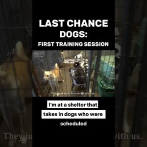Last Chance Dogs: First Training Session  #dogtrainer #dogtraining #shelterdogs
