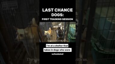 Last Chance Dogs: First Training Session  #dogtrainer #dogtraining #shelterdogs