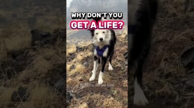 Why don’t you get a life?  #dogtrainer #dogtraining #puppytraining #dogtrainingrevolution