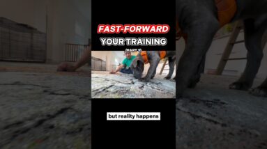 How To Fast-Forward Your Training! (pt 3) #dogtraining #puppytraining #zakgeorge #dogtraining101