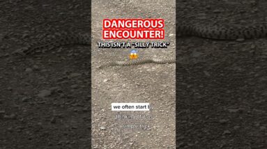 DANGEROUS ENCOUNTER 😱💀 This is NOT a “silly trick”… #dogtraining #puppytraining #dogtrainer #snake