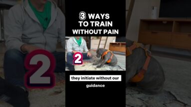 3 Ways to Train Without Pain  #dogtraining #puppytraining #dogtraining101