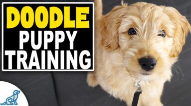 A Complete Guide To Doodle Puppy Training
