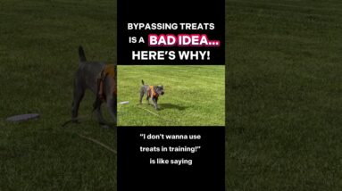 Bypassing Treats is a BAD IDEA… Here’s Why! 🐾 #dogtrainer #dogtraining #puppytraining #newpuppy