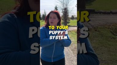 Add THESE To Your Puppy Shopping List  #mccanndogs