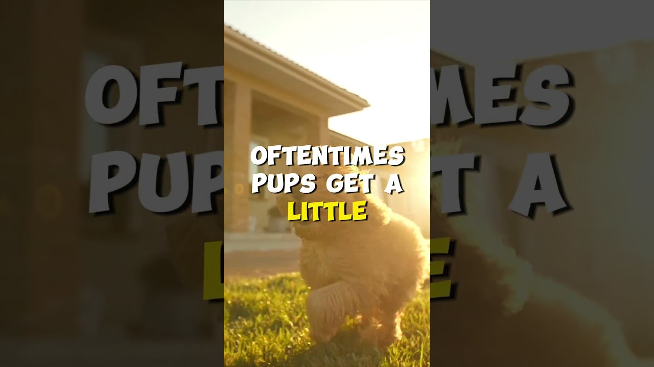 Are "Zoomies" BAD?? Best Dog Training Methods