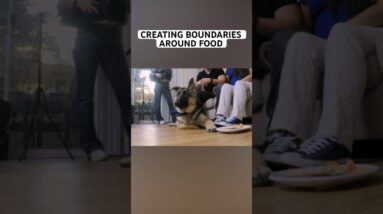 Creating Boundaries around Food with your Dog! #dog #dogtraining #cesarmillan