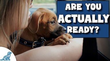 Before You Get A Puppy...