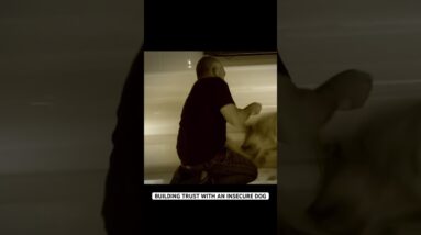 Building Trust with an insecure dog! #dog #cesarmillan #dogtraining