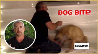 Cesar Millan gets bitten by an insecure dog! | Cesar911 Shorts