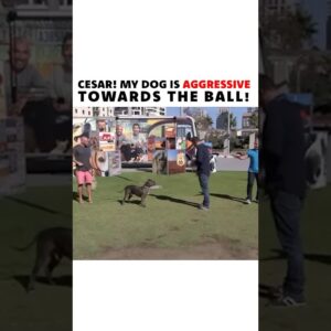 Cesar Millan solves a dog’s ball aggression! #dog #dogtraining #cesarmillan