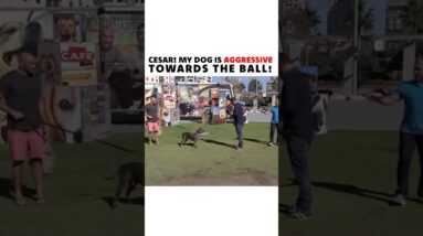 Cesar Millan solves a dog’s ball aggression! #dog #dogtraining #cesarmillan