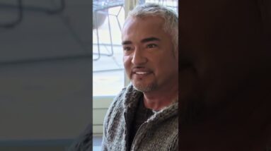 Cesar Millan solves a dog’s insecurity!