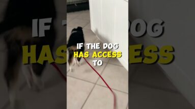 Classic Puppy Training Mistake