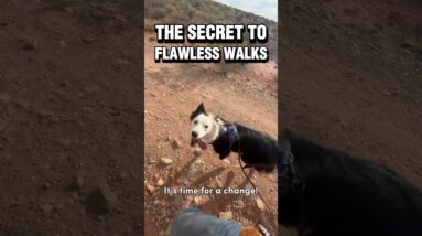 The Secret to Flawless Walks ✨ #dogtraining #leashwalking #pulling #puppytraining #dogtraining101