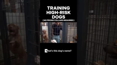 Training High-Risk Shelter Dogs #dogtrainer #dogtrainingrevolution #dogtraining101 #rescuedog #dogs