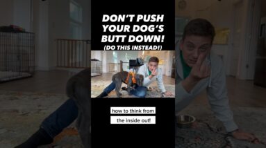 Don’t Push Your Dog’s Butt Down! 🙈 (Do This Instead!) #dogtraining #dogtrainer #puppytraining #dogs