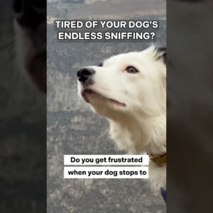 Tired of your dog’s ENDLESS SNIFFING? 😤 #dogtraining #puppytraining #dogtraining101 #dogtrainer