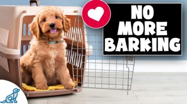 Get Your Puppy Comfortable With Their Crate