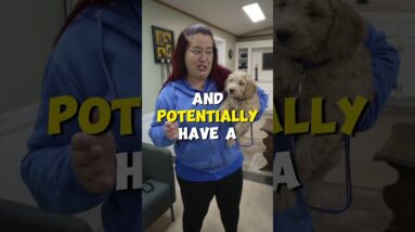 Got A Puppy That Barks At Night? #mccanndogs