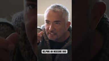 Helping an insecure dog! 🐕 #dog #dogtraining #cesarmillan