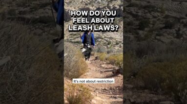 How Do You Feel About Leash Laws? 🧐