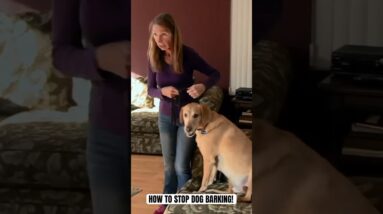 How To Stop Dog Barking! #dog #cesarmillan #dogtraining