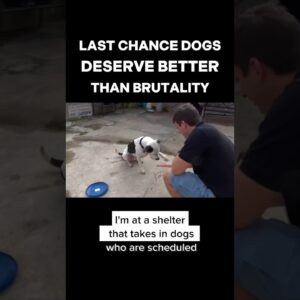 Last Chance Dogs Deserve Better Than Brutality