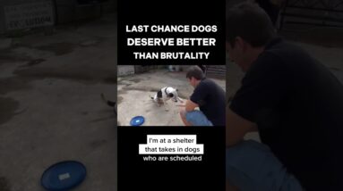 Last Chance Dogs Deserve Better Than Brutality