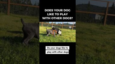Does your dog like to play with other dogs?  #dogtrainer #dogtraining #puppytraining #socialization