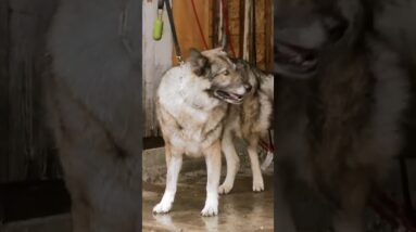 Cesar Millan meets an aggressive German shepherd #dog #dogtraining #cesarmillan