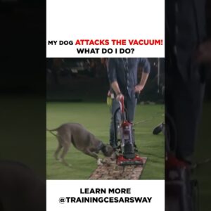 My Dog Attacks the Vacuum! #dog #cesarmillan #dogtraining