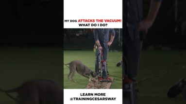 My Dog Attacks the Vacuum! #dog #cesarmillan #dogtraining
