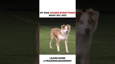 My Dog Chases Everything! What should I do? #dog #cesarmillan #dogtraining