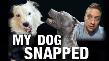 My Dog Snapped at the Puppy! What I did next…